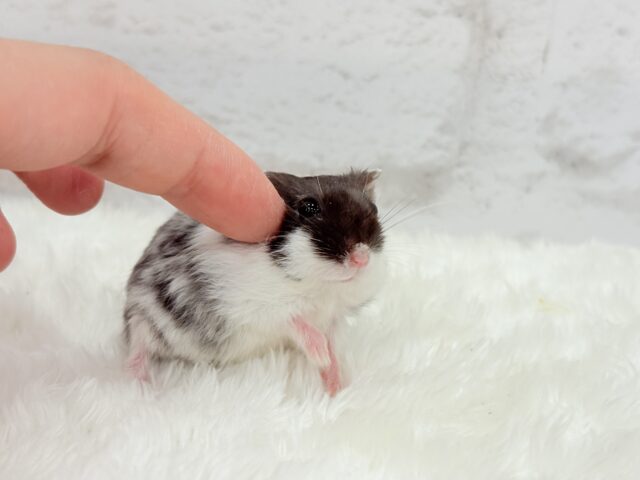 ドワーフハムスターの1種