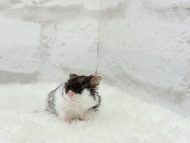 ドワーフハムスターの1種