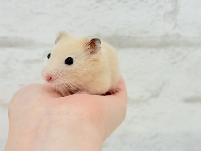 ゴールデンハムスター