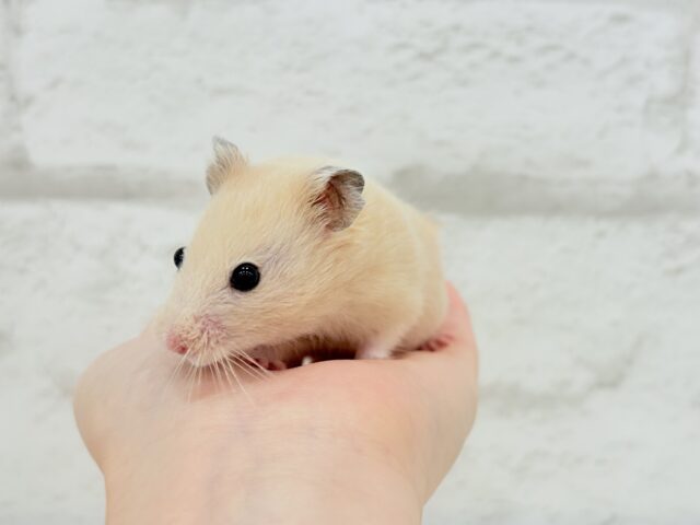 ゴールデンハムスター