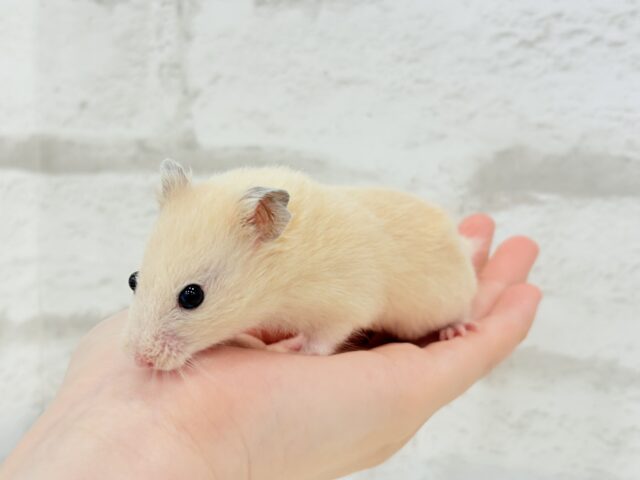 ゴールデンハムスター