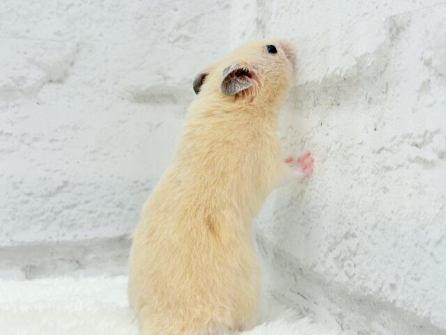 ゴールデンハムスター