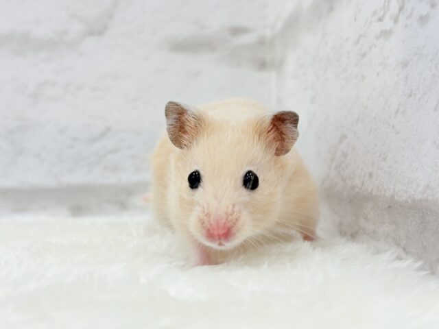ゴールデンハムスター