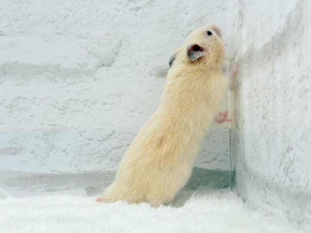 ゴールデンハムスター