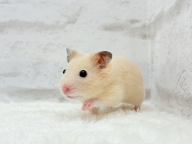 ゴールデンハムスター