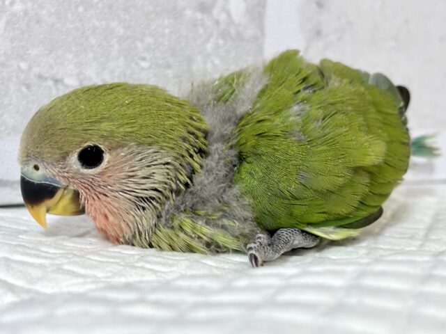 コザクラインコ（小桜インコ）