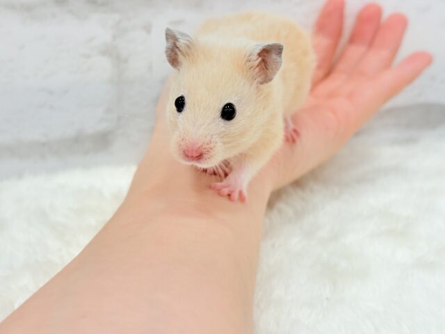 ゴールデンハムスター