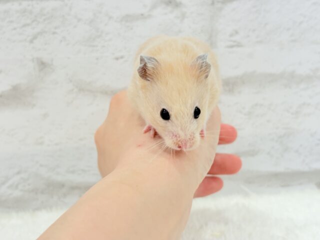ゴールデンハムスター