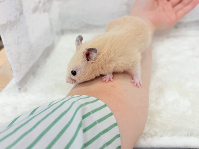 ゴールデンハムスター