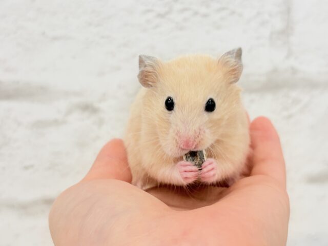 ゴールデンハムスター