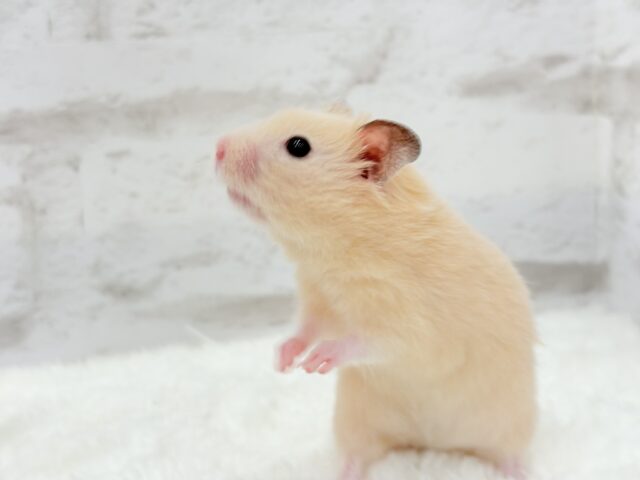 ゴールデンハムスター