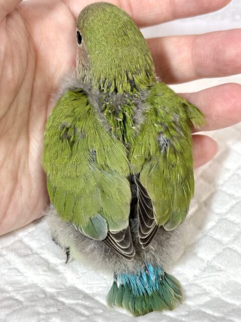 コザクラインコ（小桜インコ）