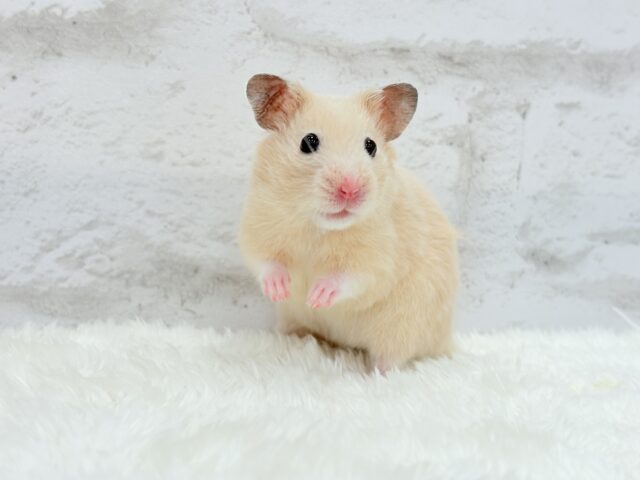 ゴールデンハムスター