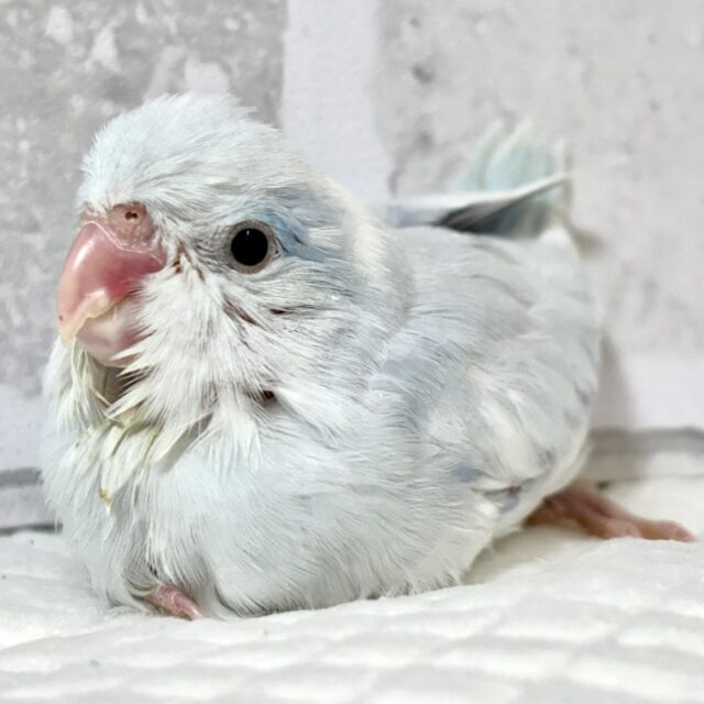 マメルリハ ホワイトパイドライラック 男の子 ‎🤍💜💐*·̩͙𓈒𓂂𓏸