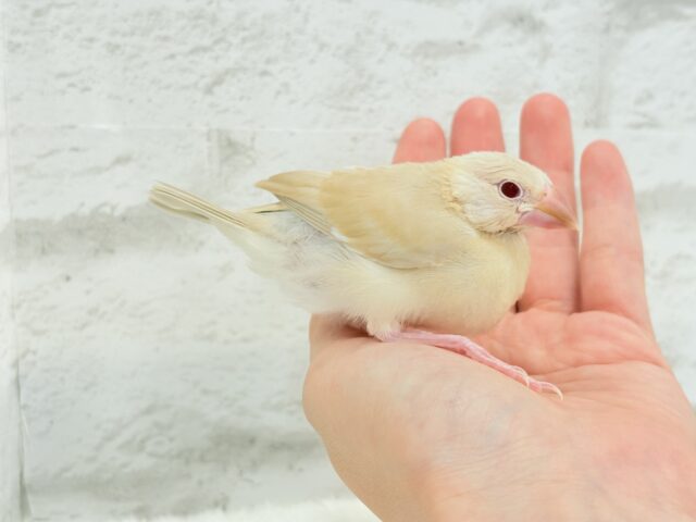 シナモン文鳥