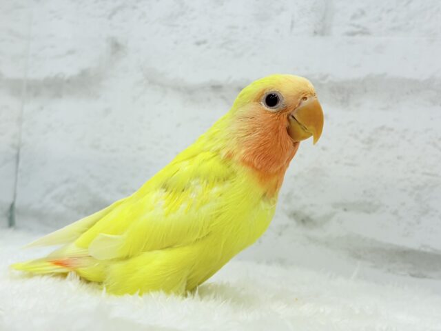 コザクラインコ（小桜インコ）