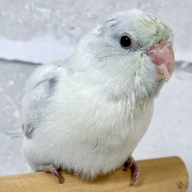 マメルリハ ターコイズEUダイリュートライラック 男の子 ️🩵💚･.｡*･.｡*