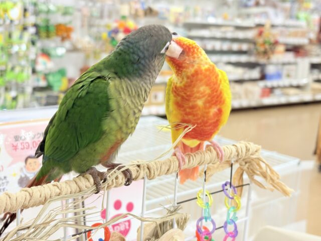 ホオミドリウロコインコ