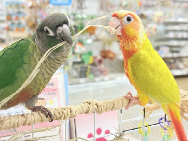 ホオミドリウロコインコ