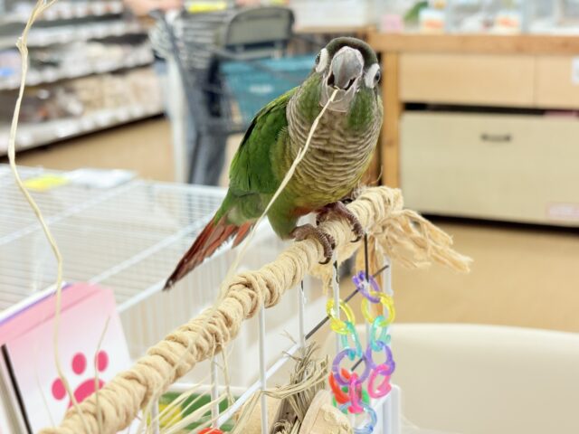 ホオミドリウロコインコ