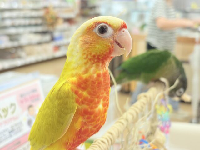 ホオミドリウロコインコ