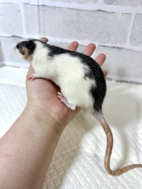 ファンシーラット