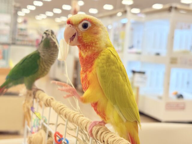 ホオミドリウロコインコ