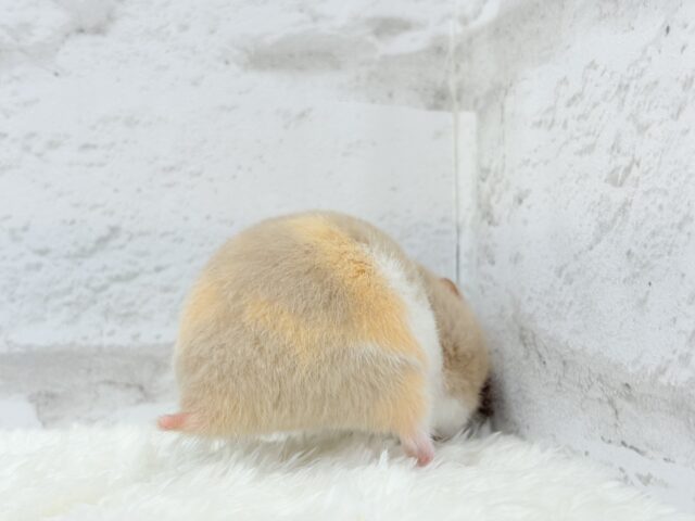 ゴールデンハムスター