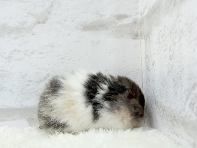 ゴールデンハムスター