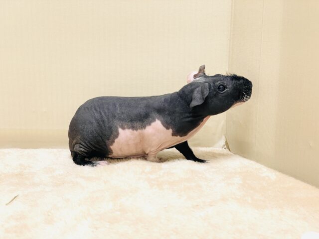 スキニーギニアピッグ