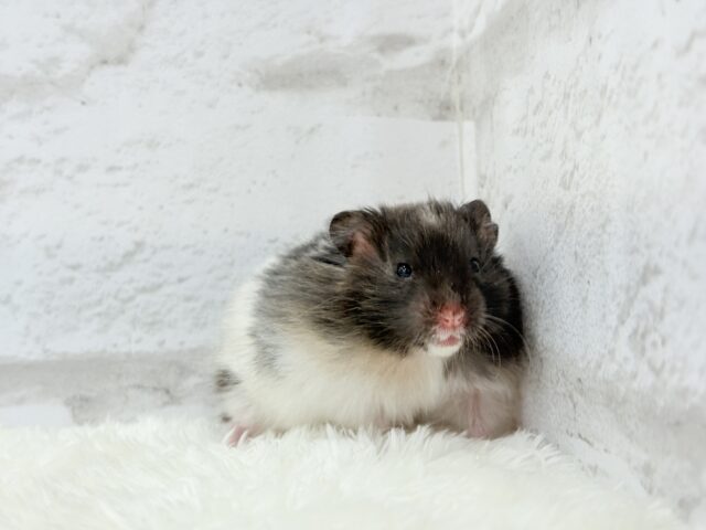 ゴールデンハムスター