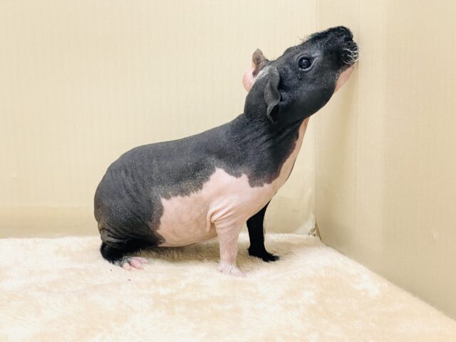 スキニーギニアピッグ