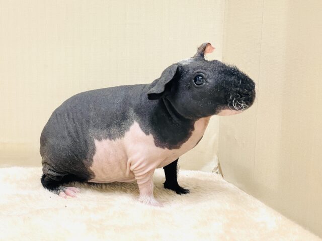 つるつるボディ💕スキニーギニアピッグくん（男の子）