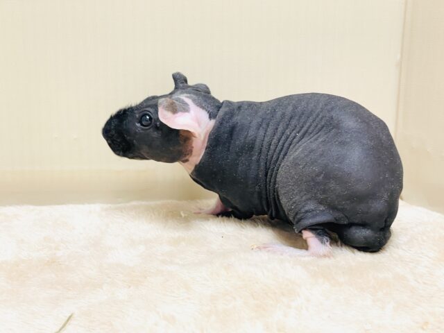 スキニーギニアピッグ