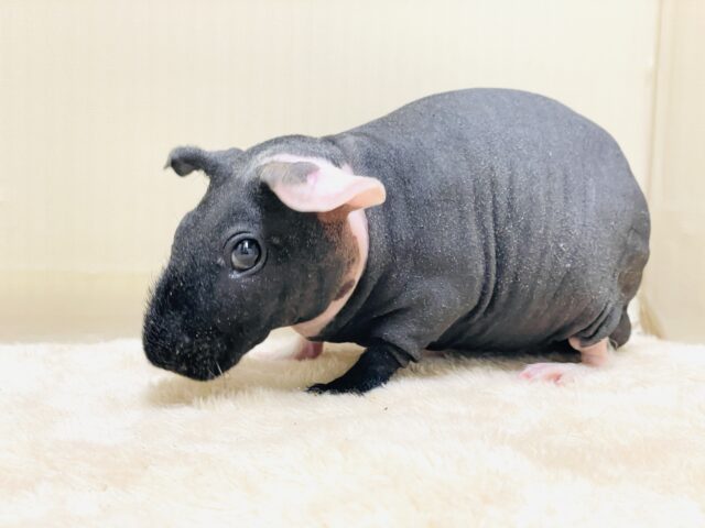 スキニーギニアピッグ