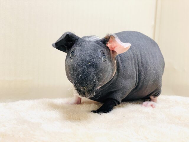 スキニーギニアピッグ