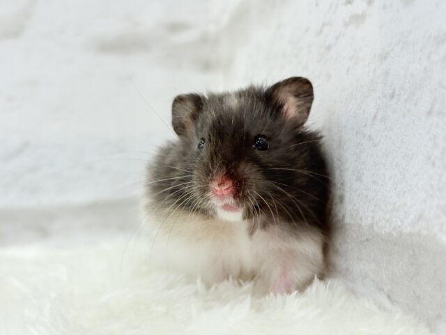 ゴールデンハムスター