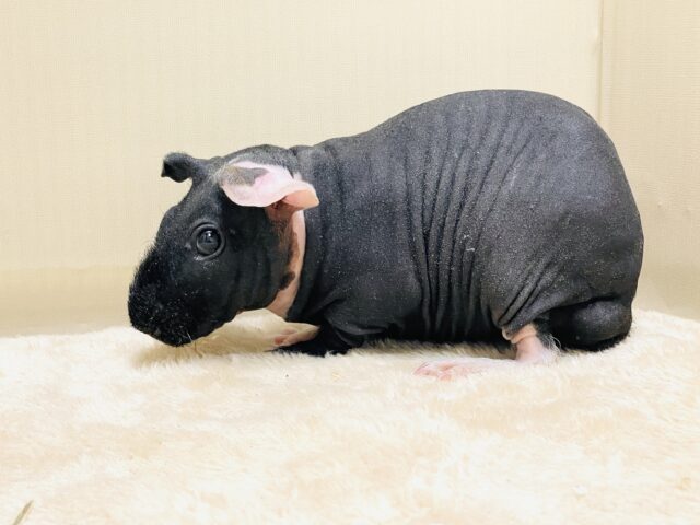 スキニーギニアピッグ