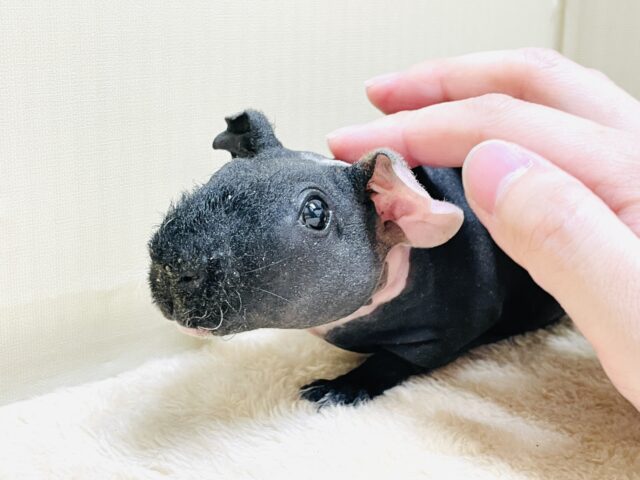 スキニーギニアピッグ