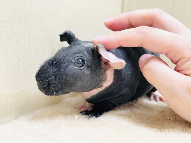 スキニーギニアピッグ