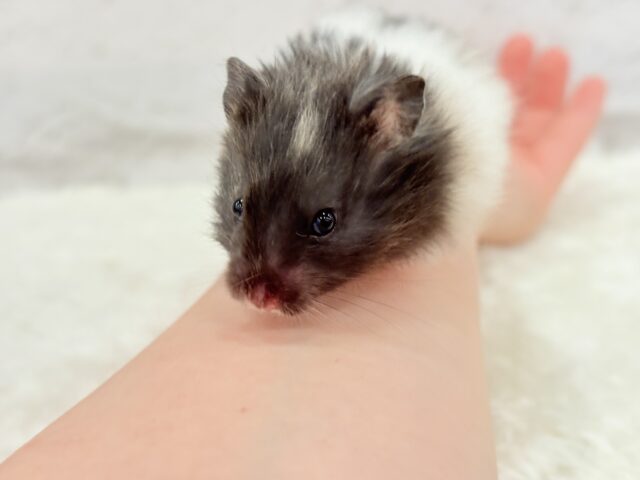 ゴールデンハムスター