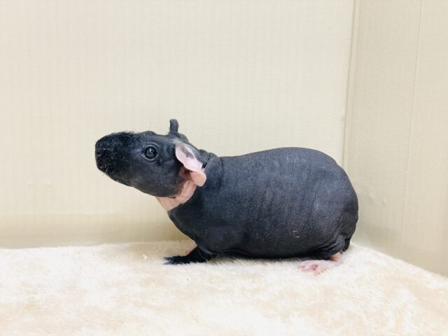 スキニーギニアピッグ