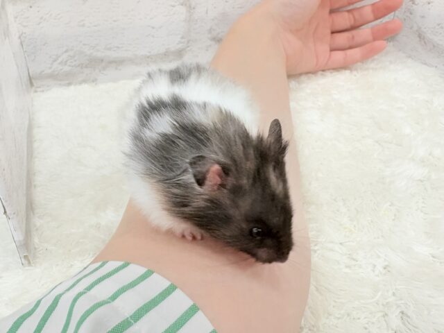 ゴールデンハムスター