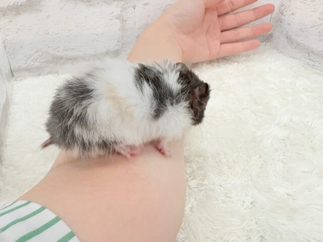 ゴールデンハムスター