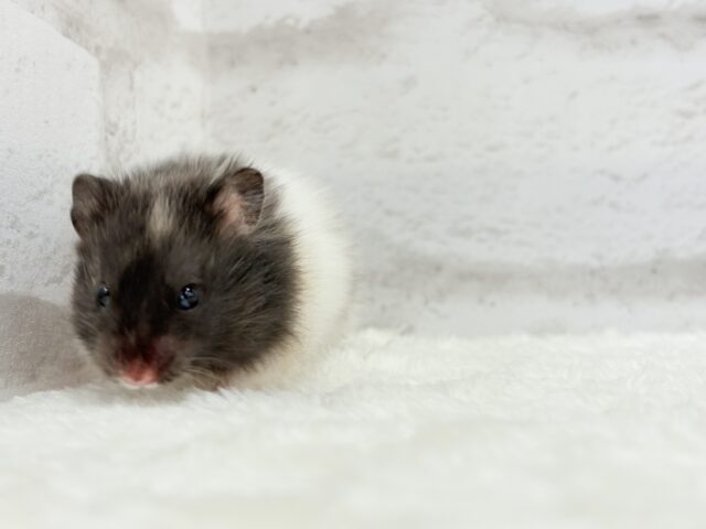 ゴールデンハムスター