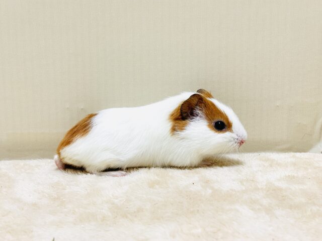 イングリッシュモルモット