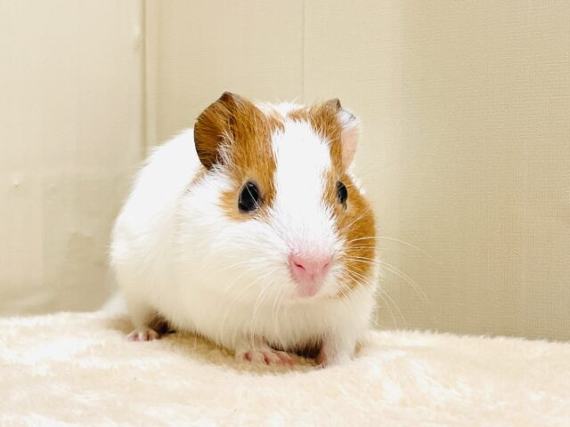 イングリッシュモルモット