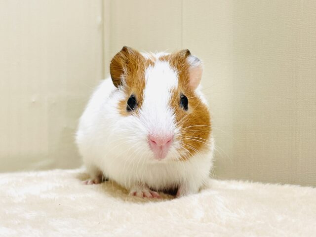イングリッシュモルモット