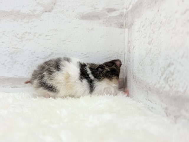 ゴールデンハムスター