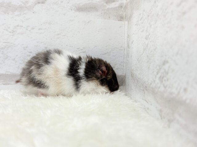 ゴールデンハムスター